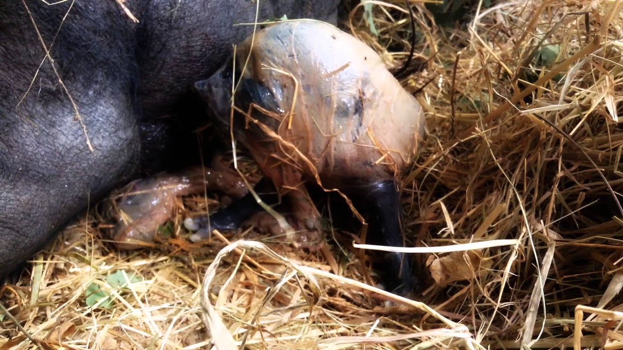 Free hairy pic vagina