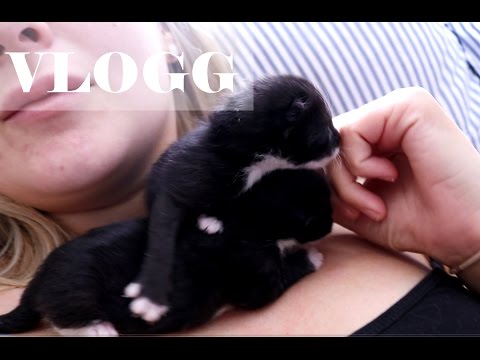 Video: Hur Man Ger Katt Ett Namn