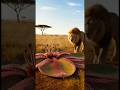 【Shocking】The Moment a Lion Is Swallowed by a Carnivorous Plant
