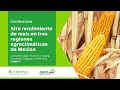Alto rendimiento de maíz en tres regiones agroclimáticas  de México