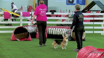 International Agility Training Week -  Connection to the hand in Lap Turn - preview