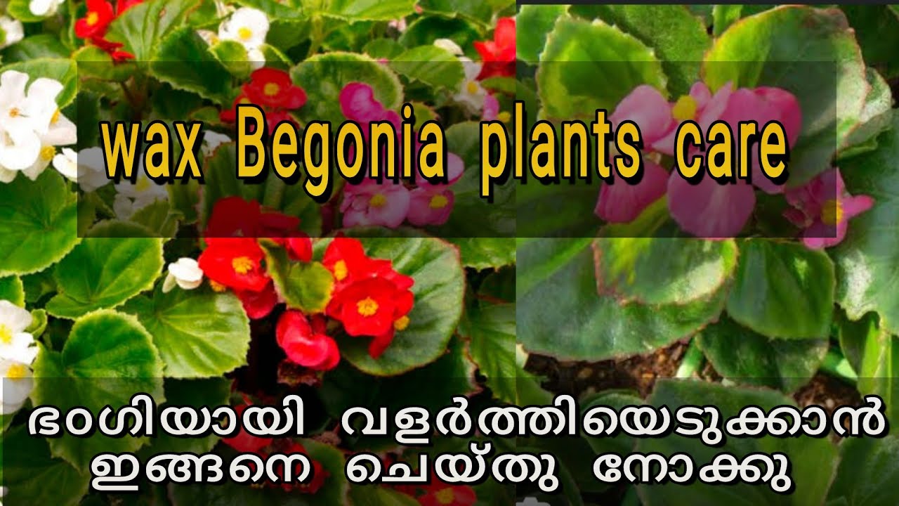 Wax Begonia plant care 