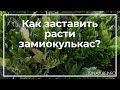 Как заставить расти замиокулькас? | toNature.Info