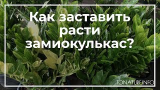 Как заставить расти замиокулькас? | toNature.Info