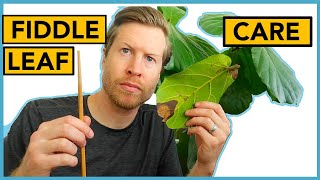 Fiddle Leaf Fig Care | Houseplant How-to Ep 18