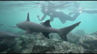 white tip sharks close up at Pinzon island