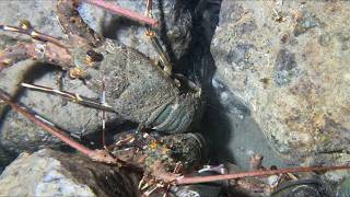 🐟️Diving under the sea to catch eels, crabs and sea cucumbers | Part 266