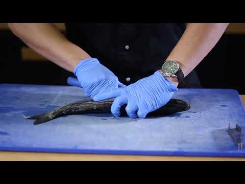 Βίντεο: Πώς ονομάζεται το σύμβολο του καθολικού ψαριού;
