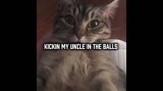 Im Blue cat funny memes foryou