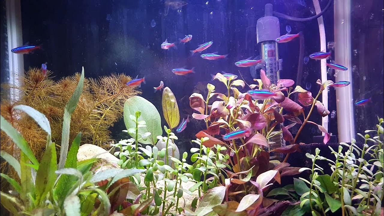 Small nano fishes tank for Beginners. A Introduction. YouTube
