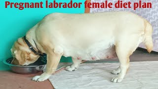 Pregnant labrador female dog diet plan