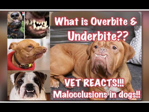 Video: Mga Aso Na May Underbites: Ano Ang Canine Malocclusion?