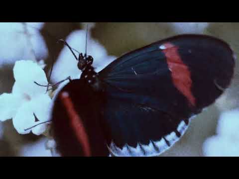 YouTubeでSandrine St-Laurent - Outline (official Music Video)を視聴