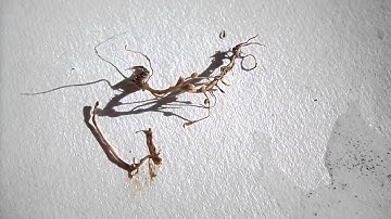 Nature Insights - Plants with Blood! Root Nodules on Clover