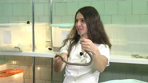 Как отличить ядовитую змею и что делать при укусе гадюки