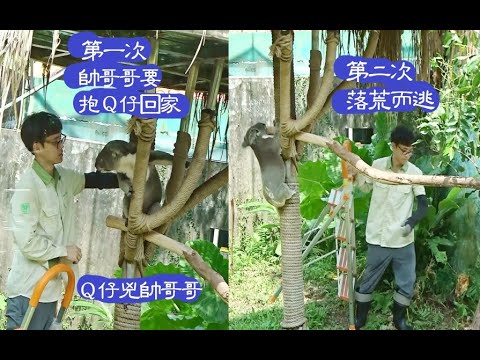 Q仔很兇欺負帥哥哥 帥哥哥及奶爸怕怕落荒而逃20230914