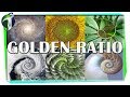 Golden Ratio: Beauty in Nature