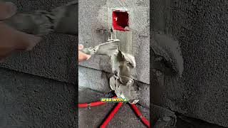 Clean and Precise Wall Finishing for Concealed Electrical Wiring#shorts #construction #fyp #builder