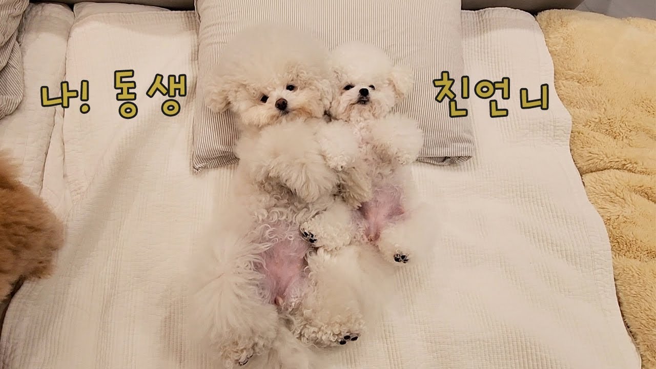 Две миниатюры — сестры, рожденные от одной матери. (Младший брат-собака несправедлив.)