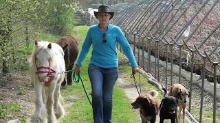 Jo Cottrell - Dog Behaviourist by Jo Cottrell - Dog Trouble 1,443 views 4 years ago 30 seconds