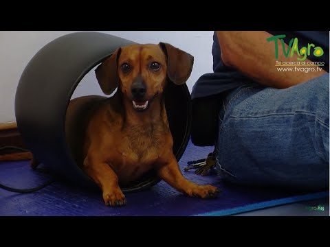 Video: Discopatía Del Perro Salchicha: Causas Y Prevención