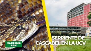 Encontraron a una serpiente de Cascabel en la universidad Central de Venezuela