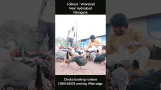 murgi ki awaaz | murge ki awaaz | desi murgi palan | hen sound #murgi #animals #pets #vlog #chicken