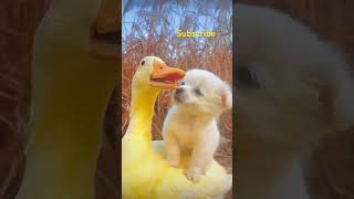 Friendship / puppy and duck | beautiful moments #short#trending