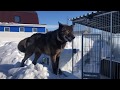 Канадский волк Акела, переводим в новый вольер