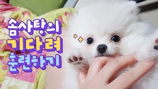 ENG SUB _ How to teach my puppy to Sit and Stay