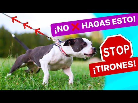 Video: Correas de perro que no tiran