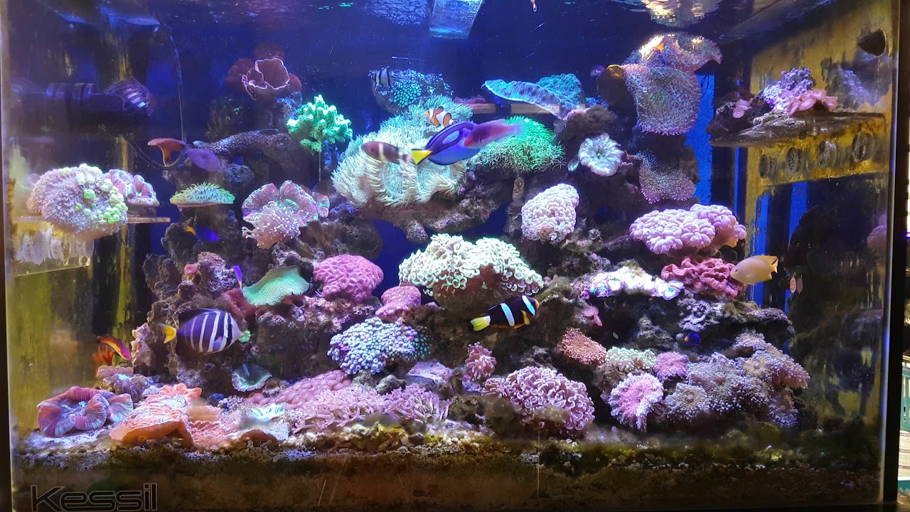 Aquarium laut pemula YouTube