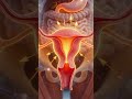 Menstrual Cycle &amp; Ovulation Animation 3D Explained