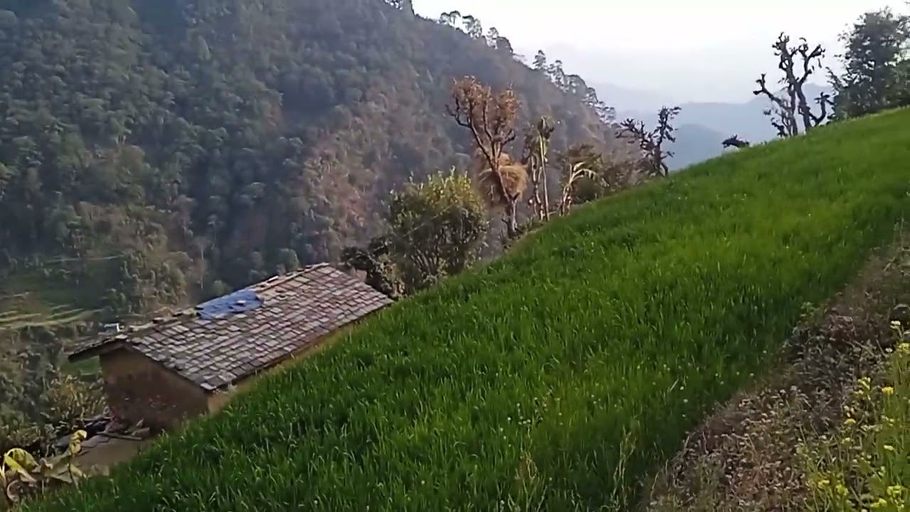 भेरी नगर पालिका 2 डिंगा जाजरकोट गौउ बारी लाई लिएर आएको छु 