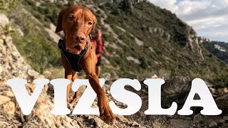 Long Run with my VIZSLA: Ultramarathon Training