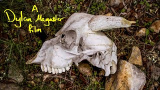 Is this a Bad Omen for Sailing to Skyros, Greece? | Kira Panagia screenshot 1