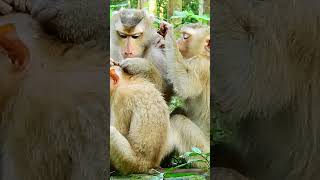 🐒Funny & Adorable 😍🐒 Cute Baby Monkeys Life Clips 2023 🐒
