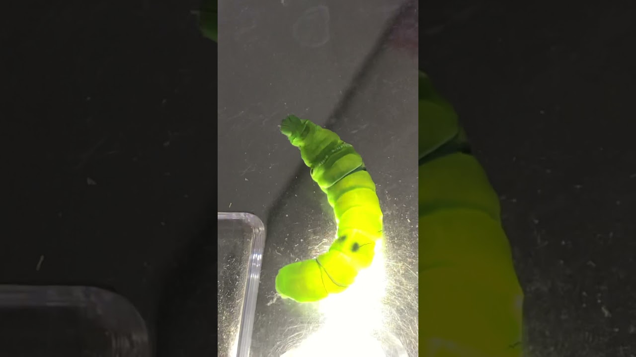 検証 アゲハチョウ雄雌の見分け方 幼虫で蛹で成虫で 趣味のアゲハ館