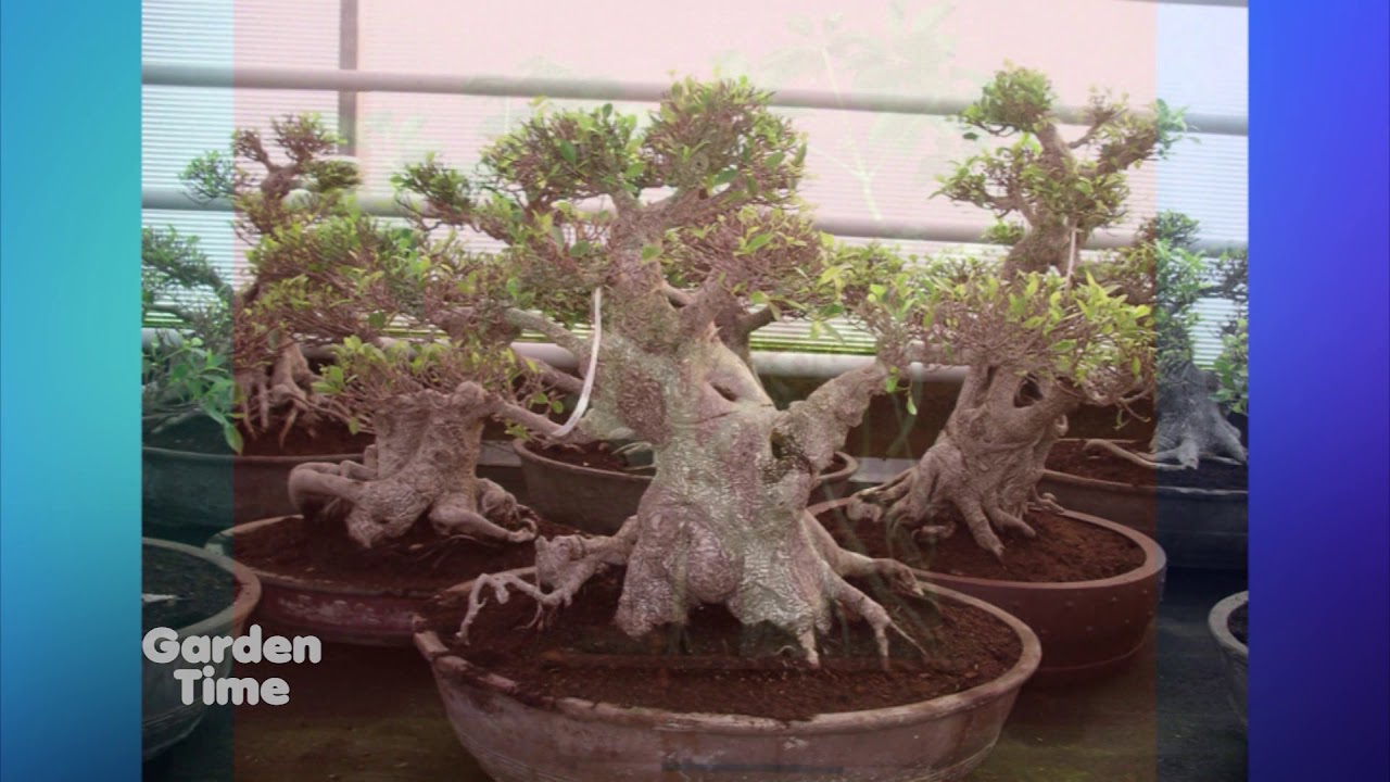 portland-nursery-bonsai-youtube