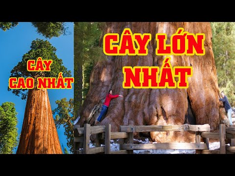 Video: Sequoia - cây cao nhất thế giới