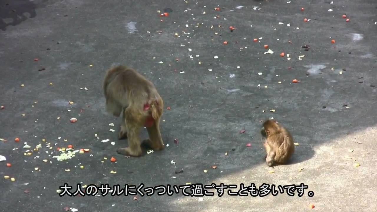 市川市動植物園のオトメ