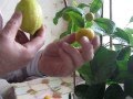 Выращиваем лимоны и  кумкваты на подоконнике.Харьков