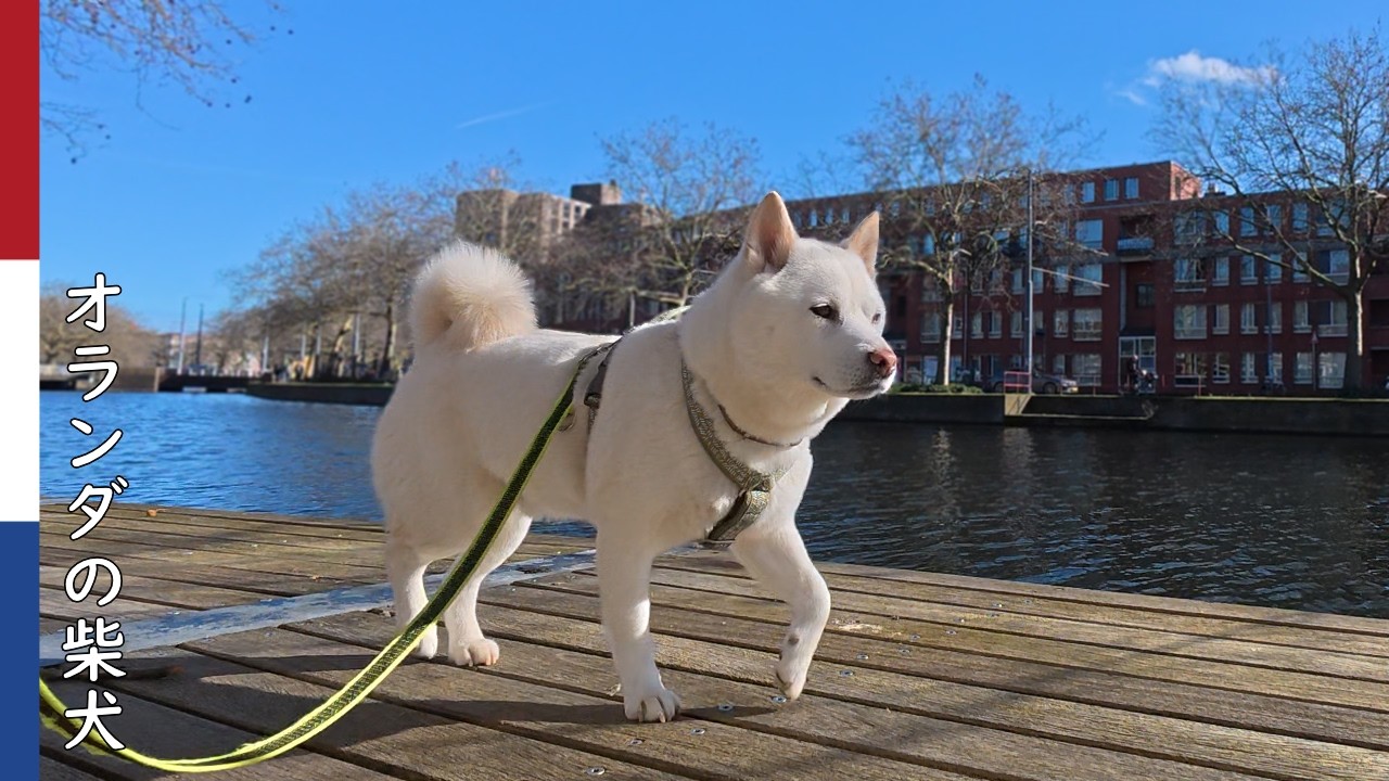 柴犬柿丸  川沿いウッドデッキで足を滑らす柴犬｜オランダ散歩・環境音