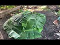 HOW TO COOK ROAST PIG (LECHON) in American Samoa ? | Samoan Style | INTEREST THING  #LITSON #LECHON