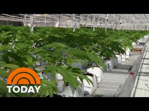 Canada Legalizes Leisure Pot: What US Tourists Must peaceful Know | TODAY thumbnail