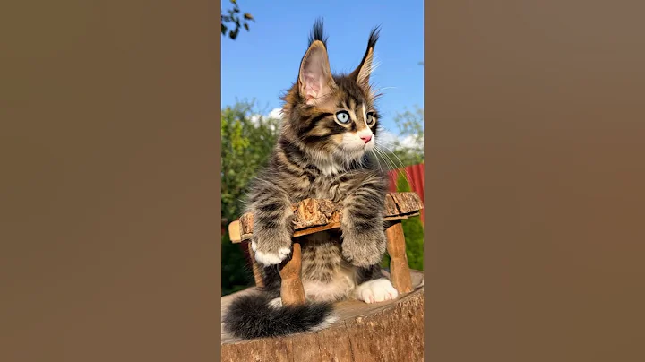 Watch the video about Maine Coon Kitten Gets a Surprise Watermelon Gift and Doesn’t Know What to Do! #catlab