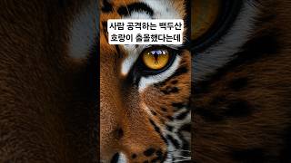 중국에 사람 공격하는 백두산 호랑이가 나타났다.#백두산호랑이 #호랑이