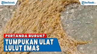 Viral Tumpukan Ulat Lulut Emas, Pertanda Buruk atau Keberuntungan