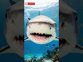 Tiger Shark – Predator Laut yang Memakan Apa Saja