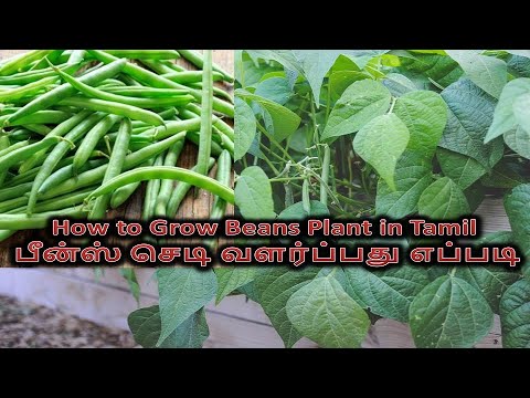 How to Grow Beans Plant in Tamil | பீன்ஸ் செடி வளர்ப்பது எப்படி |